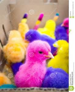 Colored Easter Chicks