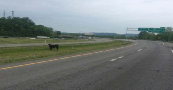 My cow closed down I-80 in Iowa