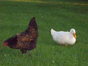 Unholy alliance of duck and chicken