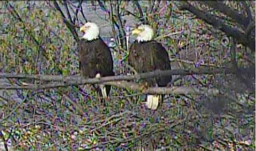 The Bald Eagles at Hays