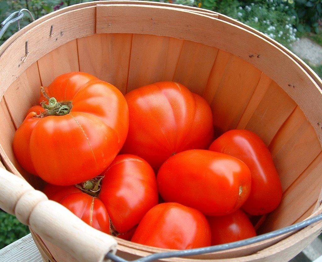bushel of tomatoes 