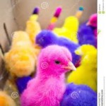 Colored Easter Chicks
